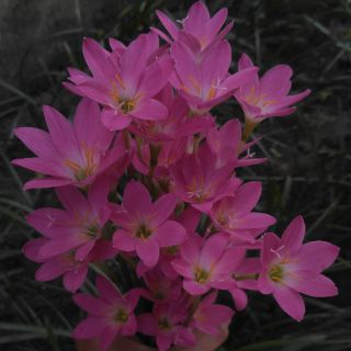 Một bó hoa huệ mưa (15-20 củ tùy lớn nhỏ)