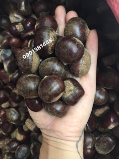 COMBO 3kg hạt dẻ Loại 1