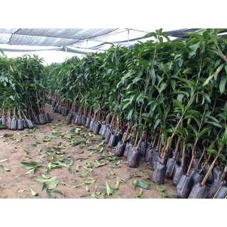 Cây giống soài úc