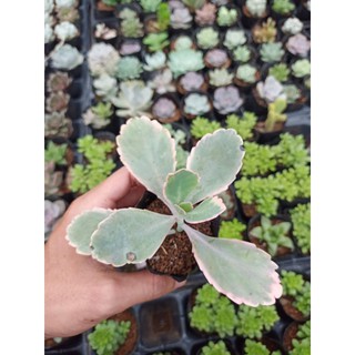Sen đá Kalanchoe viền hồng/sống đời hồng