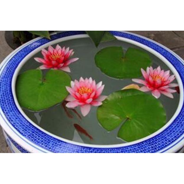 Củ hoa súng thái mini