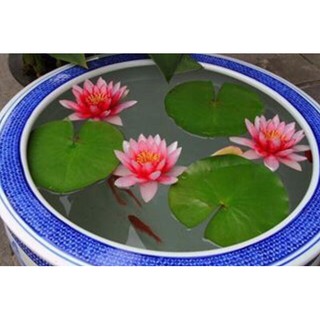 Củ hoa súng thái mini
