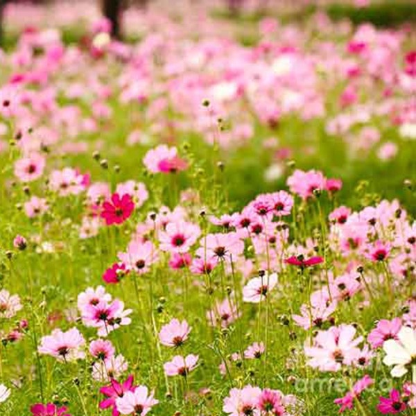 Chất dưỡng hoa tươi CHRYSAL, Dưỡng hoa lâu tàn