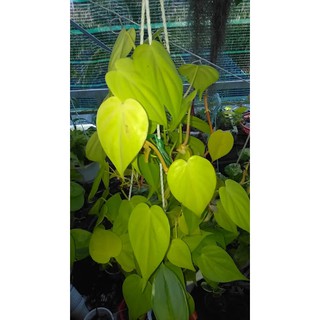 Trầu bà Thái tim vàng