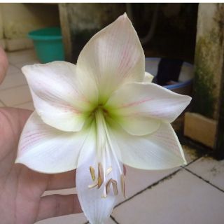 CỦ HOA LAN HUỆ HỒNG ĐÀO NGẬM NỤ