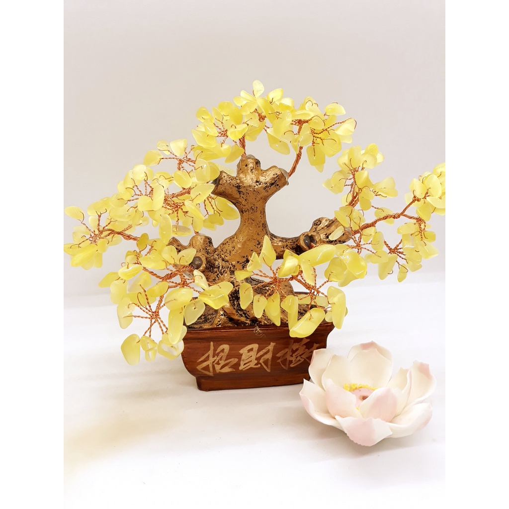 💥 GIÁ CỰC RẺ 💥 Cây đá phong thuỷ Ngũ Sắc