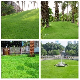 Hạt giống cỏ nhung nhật - cỏ sân vườn - gói 100 hạt