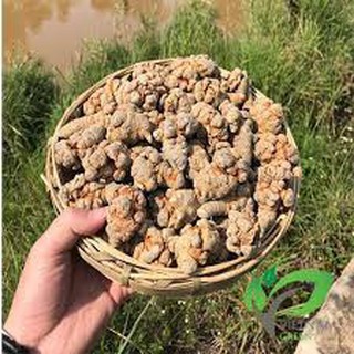 Củ tam Thất bắc khô loại 5-7-9 củ/gram (Bắc Hà Lào Cai)