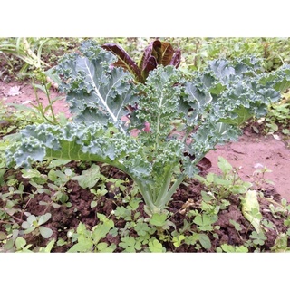 Hạt giống cải xoăn xanh / Cải kale ☘️