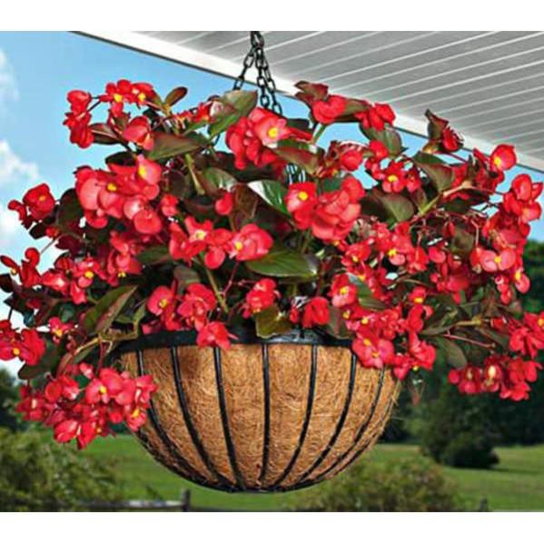 THU HẢI ĐƯỜNG-CHẬU ĐANG HOA + Tặng 01 cây dâu da đất