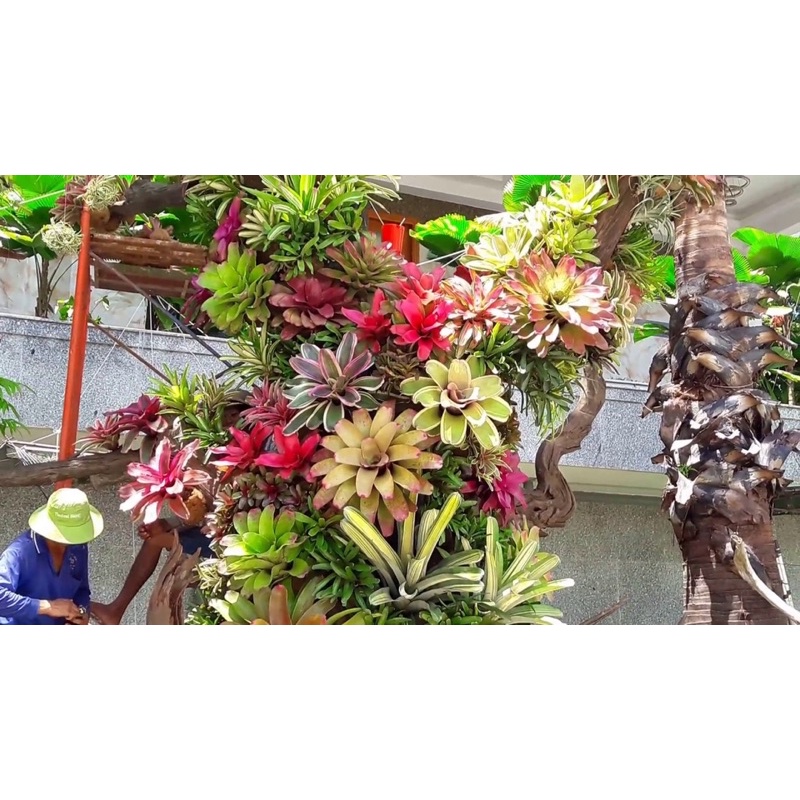 Dứa màu nam mỹ cây lớn