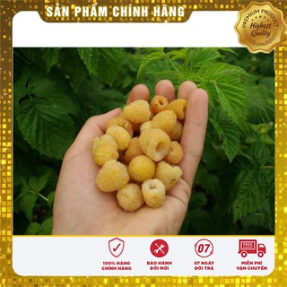 Hạt giống mâm xôi vàng
