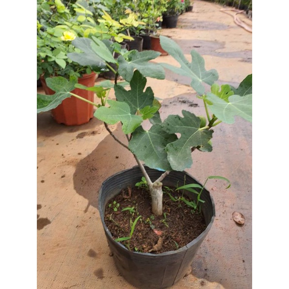 sung black geona | BigBuy360 - bigbuy360.vn