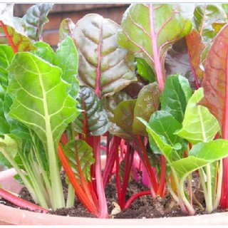 Hạt giống rau cải cầu vòng - gói 100 hạt