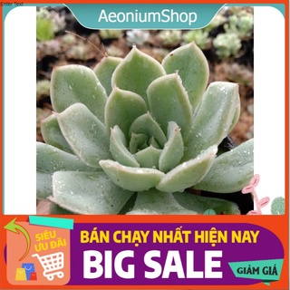 Sen Đá Liên Đài Trắng Mini, Xuất Xứ Đà Lạt, Lỗi 1 Đổi 1 💪 🙄