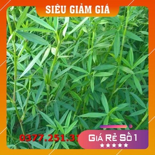 Hạt giống cỏ alfalfa linh lăng cỏ họ đậu gói 100g - cỏ chăn nuôi trâu, bò, dê