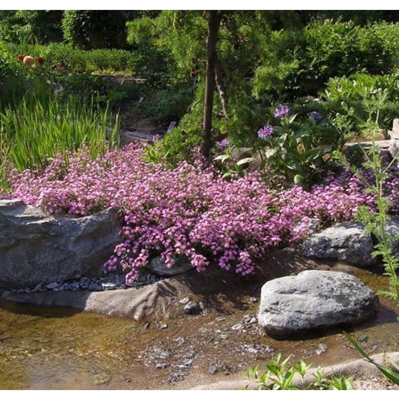 HẠT GIỐNG CÂY LEO ĐÁ LÂU NĂM Pink ROCK SOAPWORT Hạt giống hoa Saponaria Ocymoides, Lớp phủ bề mặt lớn (1000)