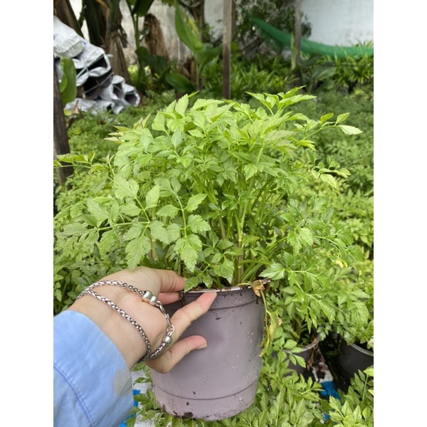 COMBO RAU CẦN(2 chậu)