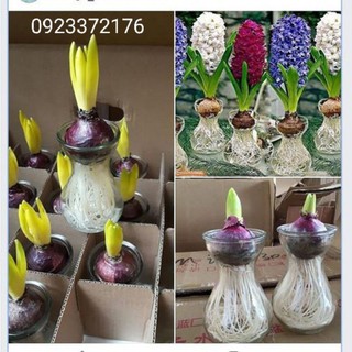 COMBO Củ hoa Tiên Ông + Lọ Thủy Tinh Cao Cấp - Có 8 màu hoa để lựa chọn