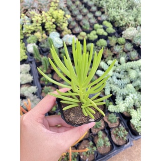 Sen đá đuôi phụng size bầu 5cm hư 1 đổi 1