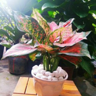 Vạn Lộc Chậu Sứ để bàn ( lớn )