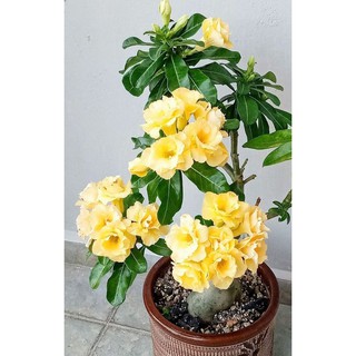 2 CÂY GIỐNG HOA SỨ THÁI
