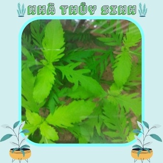 Cây thủy sinh | thủy cúc