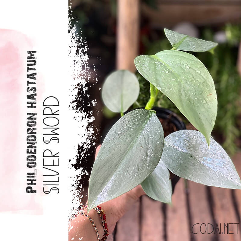 Cây Philodendron hastatum Silver Sword (Trầu Bà Kiếm Bạc) size lớn chậu nhựa nhiều nodes để nhân giống