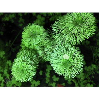 Cây tiểu bảo tháp