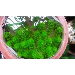 Cây tiểu bảo tháp