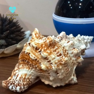Vỏ ốc Tù Và trang trí tiểu cảnh, bàn làm việc, decor không gian phong cách biển