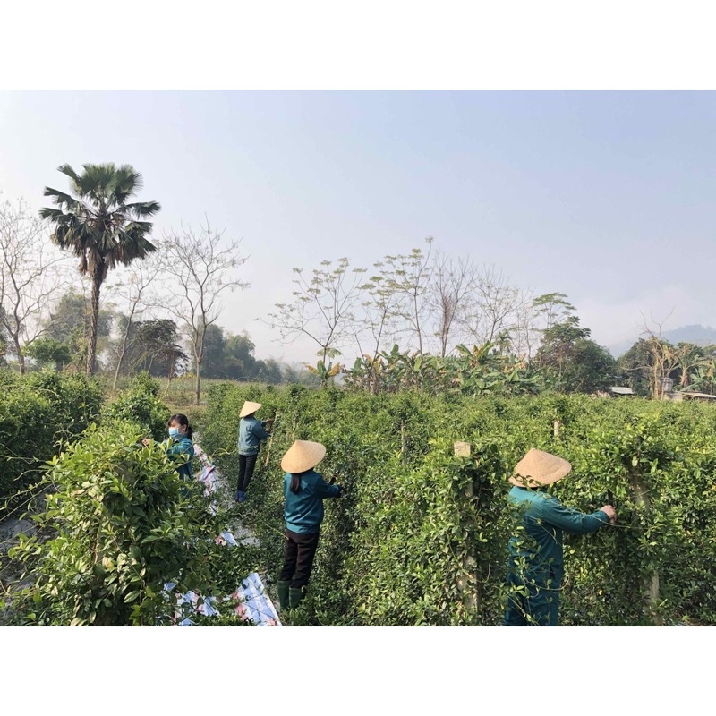 Dây thìa canh khô  – trà dây thìa canh sạch, chuẩn GACP