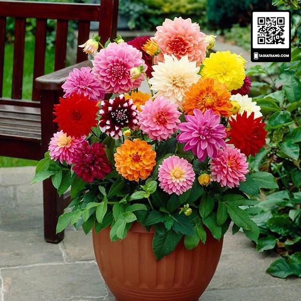 Hạt giống hoa thược dược lùn mix màu (cúc Đại Lý)