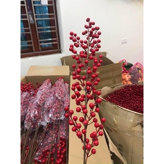 đào đông 12 nhánh