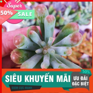 Sen đá thạch ngọc mỹ vĩ