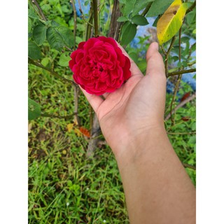 Hồng Leo Tường Vi