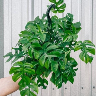 Trầu Bà Mini(Koke)