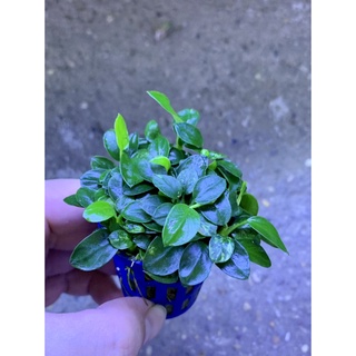 Ráy nana Petite cốc tròn (Cây thuỷ sinh)