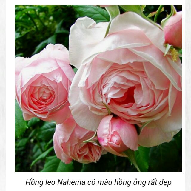Hoa hồng leo nahema và red eden