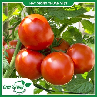Hạt giống cà chua tn-13