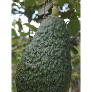 bơ pinkerton giống