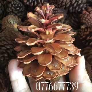 50 Quả thông khô ( loại trái thông cao 5->8cm)