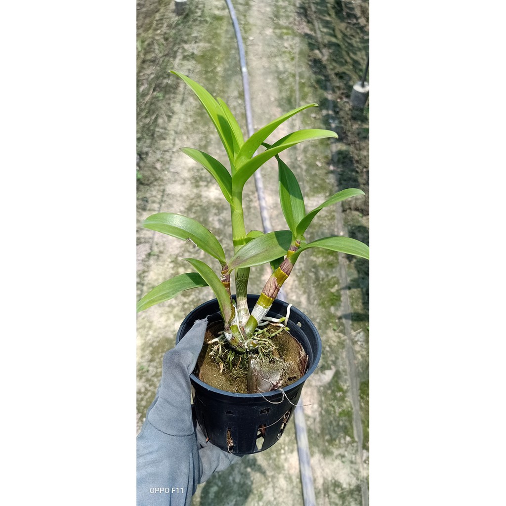Chậu cây lan Dendro Quán Long - Trang Orchids