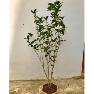 Cây mộc hương