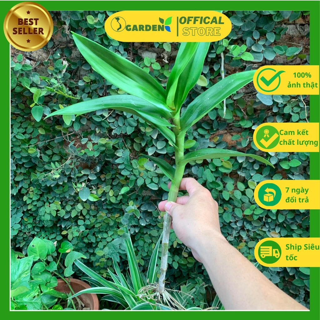 Hoa lan denro tím cây khỏe mạnh nuôi tự nhiên