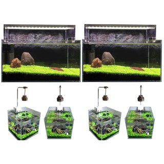 HẠT GIỐNG CỎ TRÂN CHÂU - (1500 ~ 2000 Hạt/ ống)