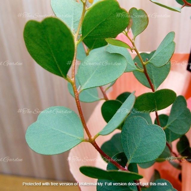 Cây Khuynh diệp Lá tim - EUCALYPTUS HEART-LEAF