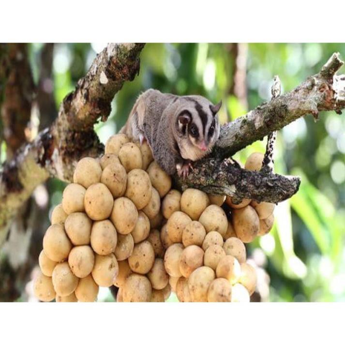 Cây Giống DÂU DA ĐẤT