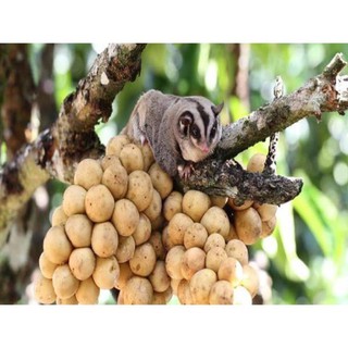 Cây Giống DÂU DA ĐẤT