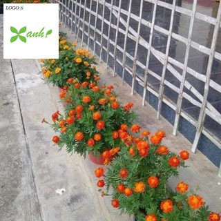 HẠT GIỐNG CÚC VẠN THỌ ONG LỬA gói 50 hạt
